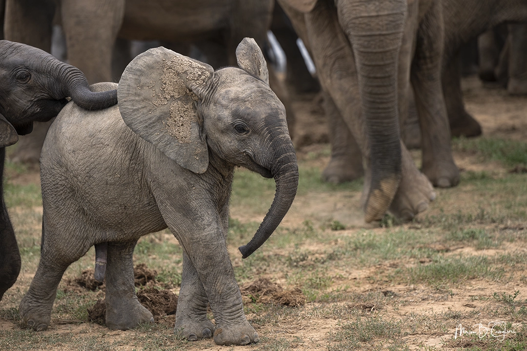 Baby elephant