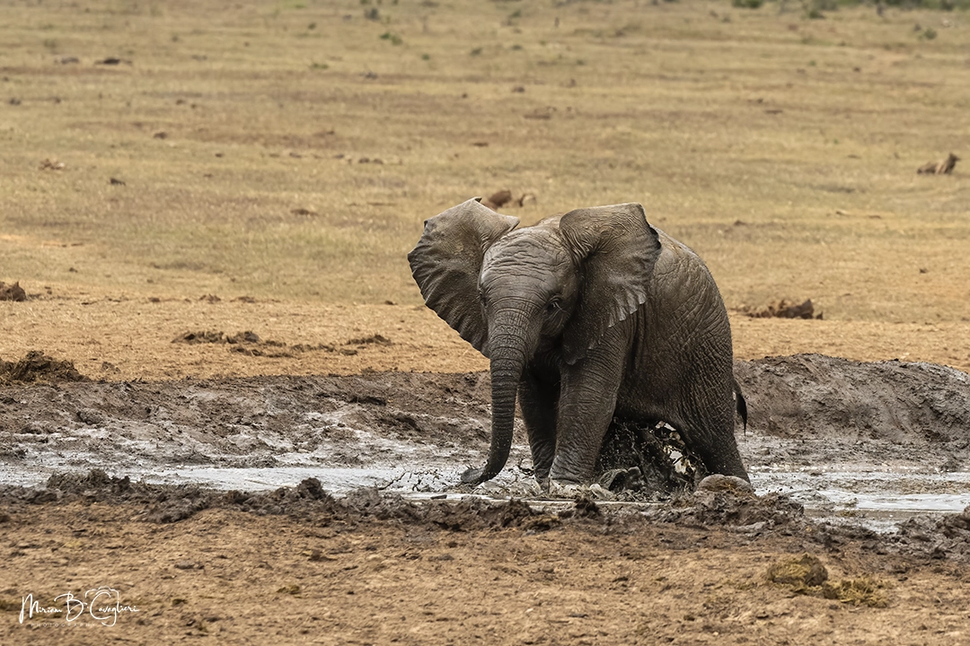 Baby elephant having fun in the mud