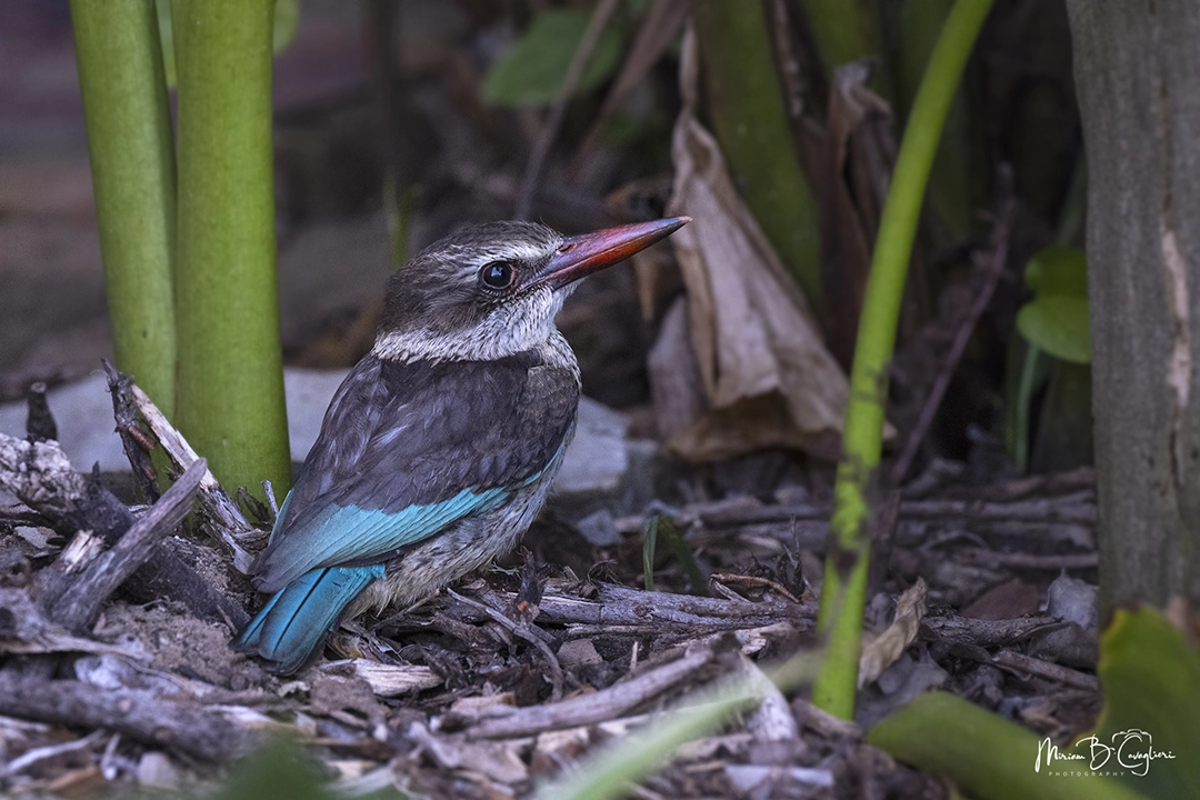 Brown-hooded kingfisher