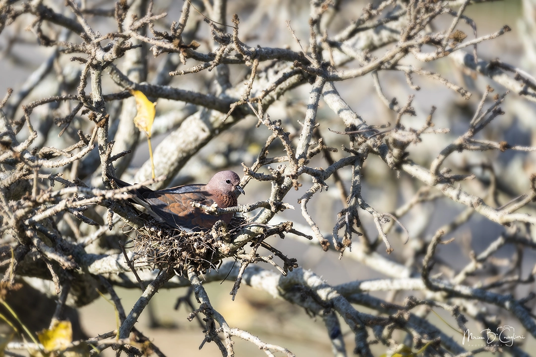 Hatching pigeon