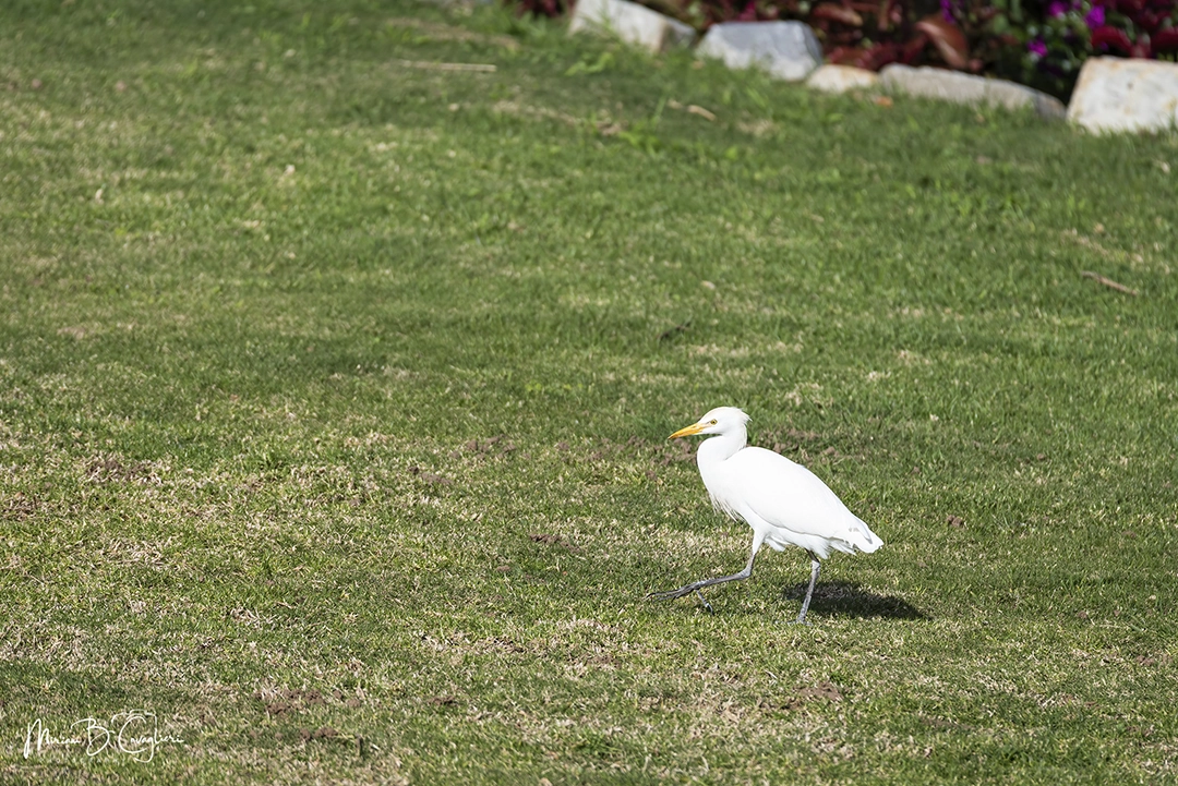 Egret walking in my garden
