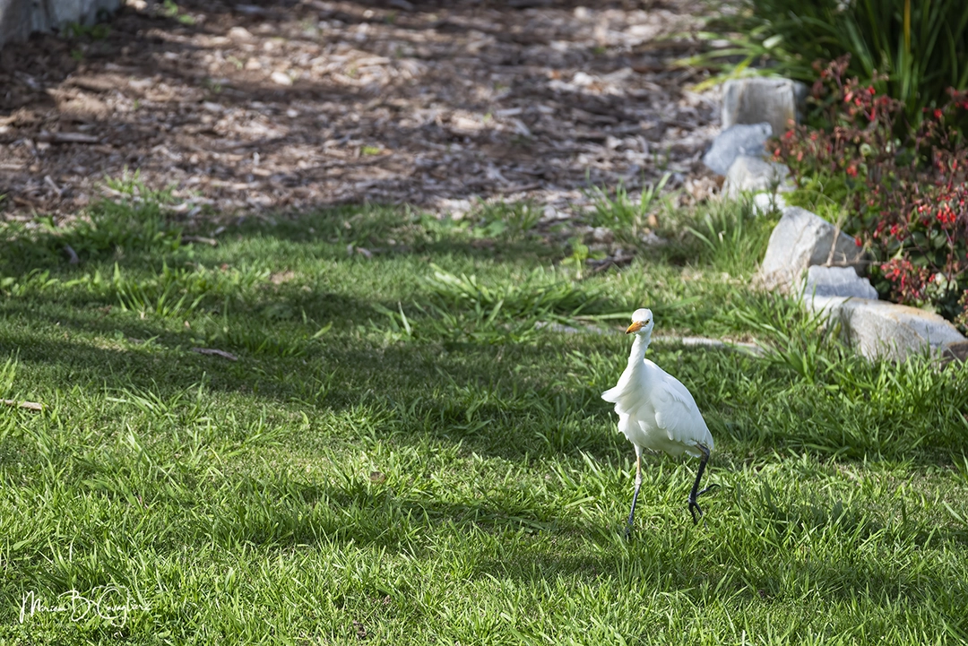 Egret walking in my garden