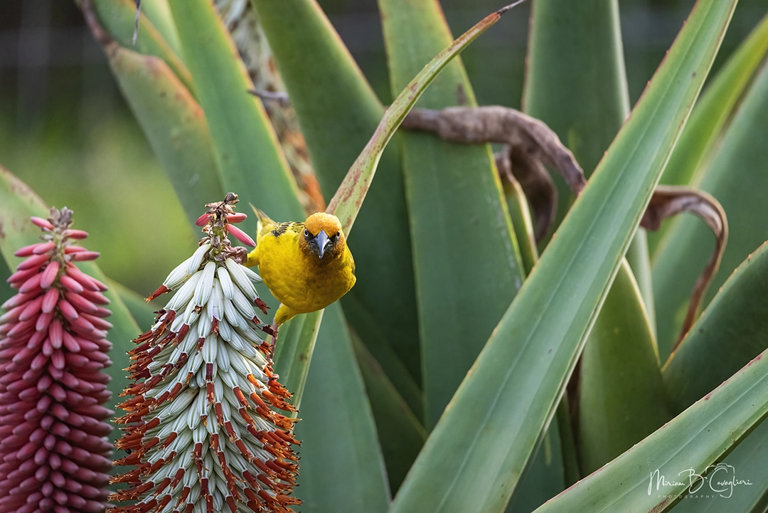 Weaver taking nectar from my aloe flowers