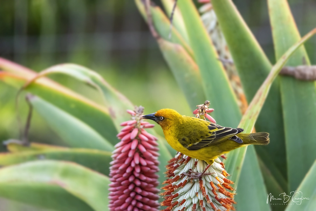 Weaver taking nectar from my aloe flowers