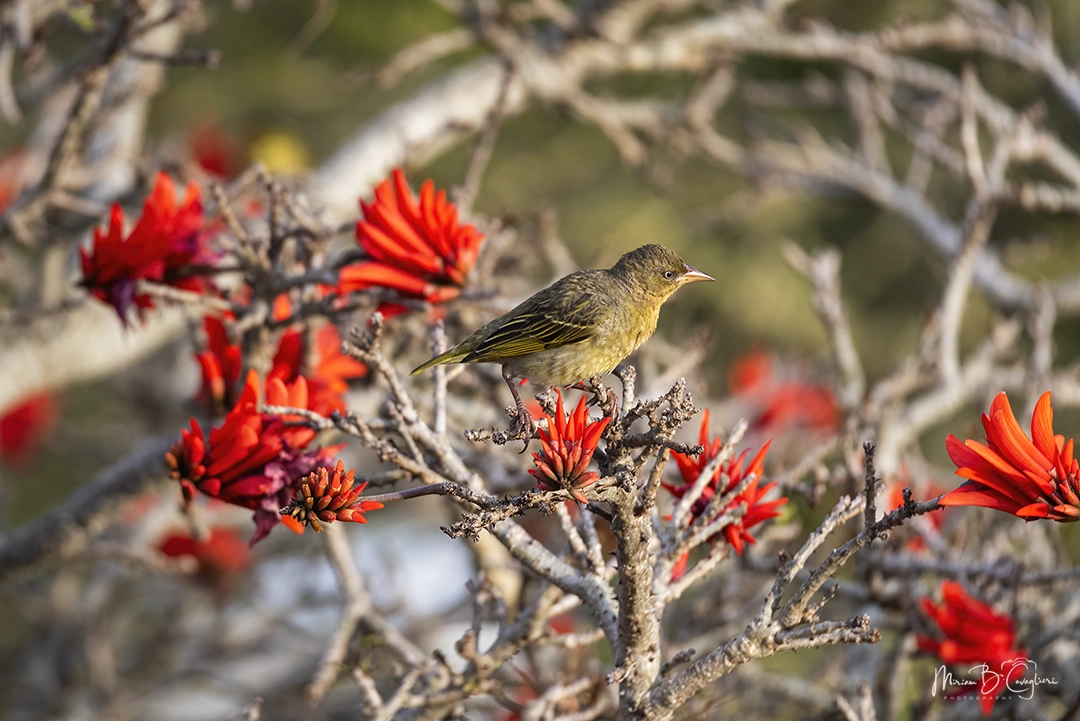 Weaver on my Coral Tree