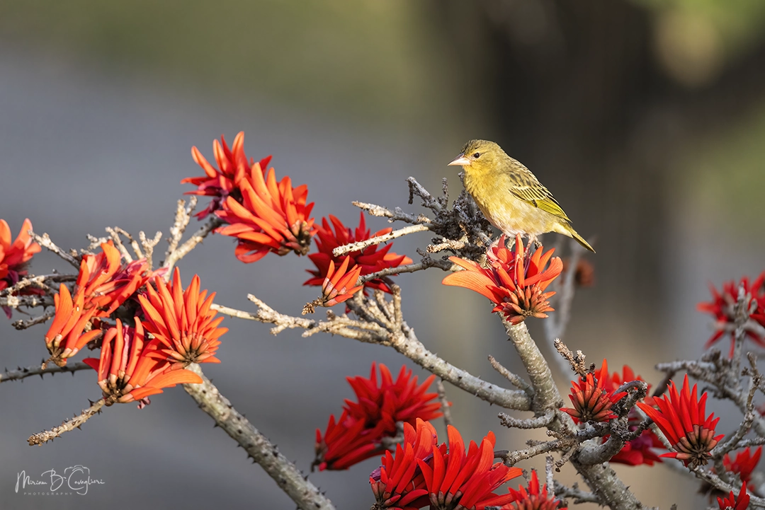 Weaver on my Coral Tree