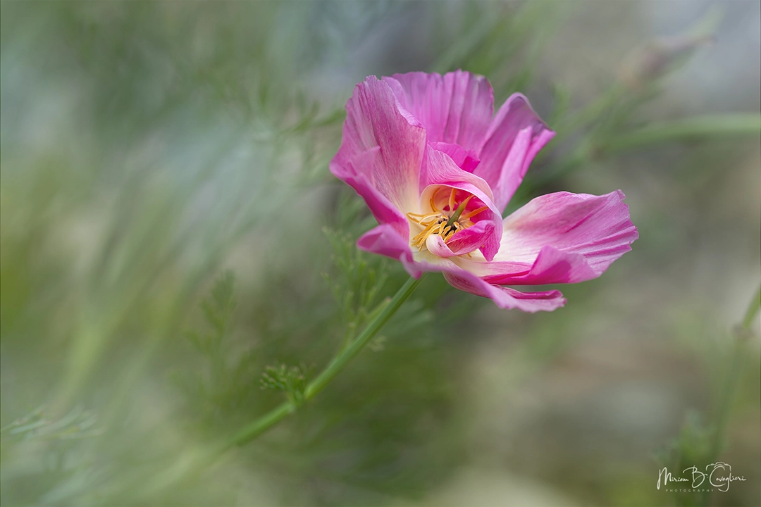 Flower from my garden