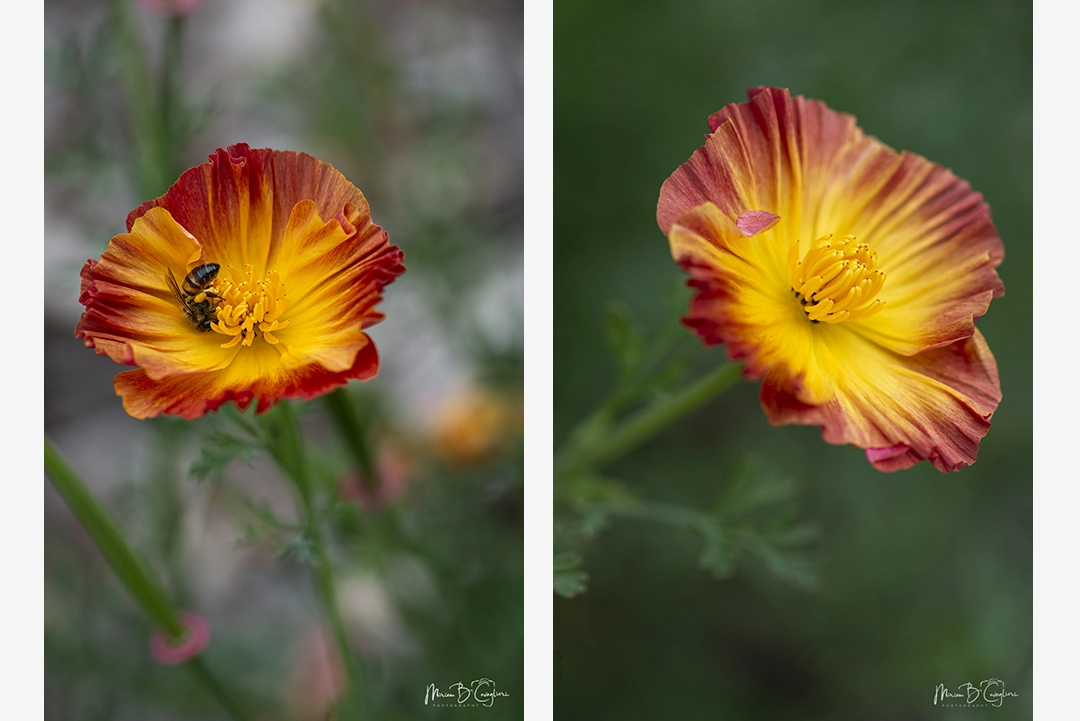 Flower from my garden