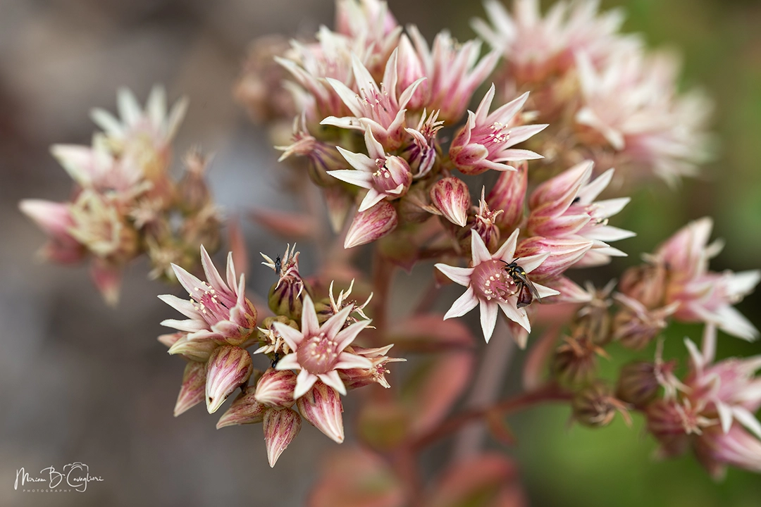 Flower from my garden