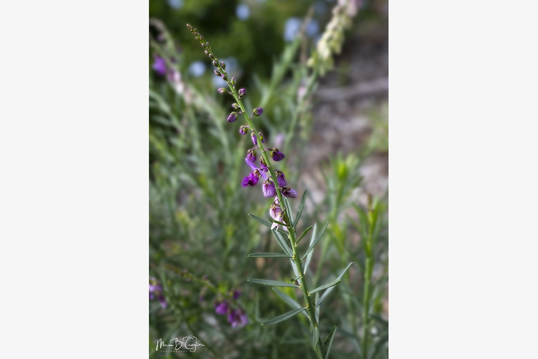 Flower from my garden