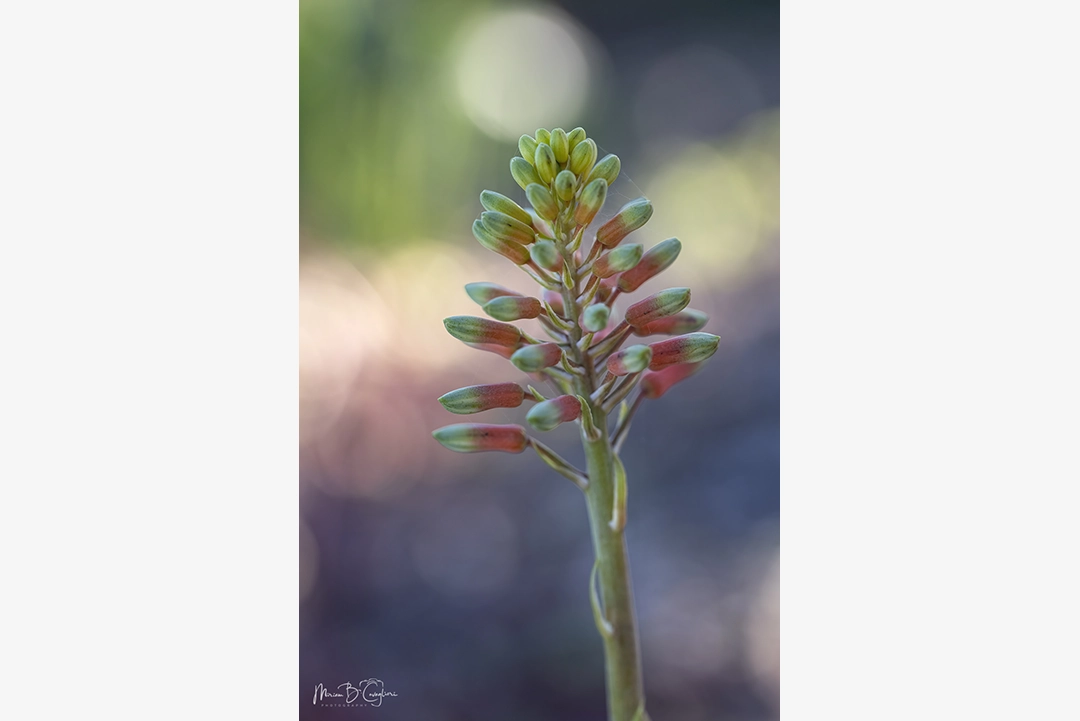 Flower from my garden