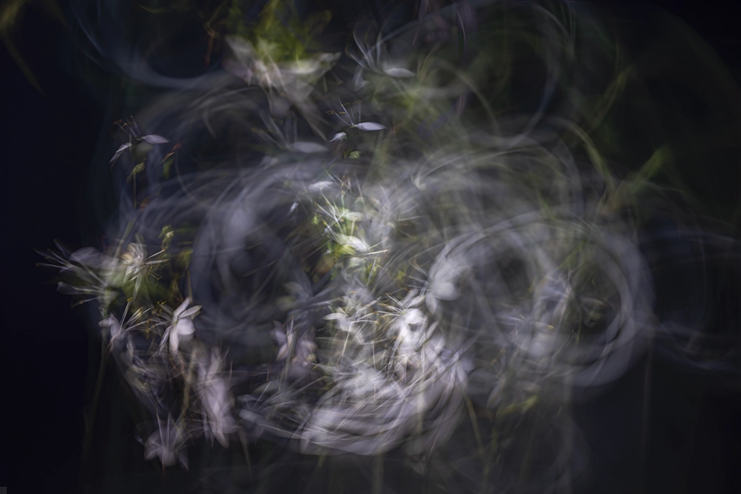 Joyful little flowers