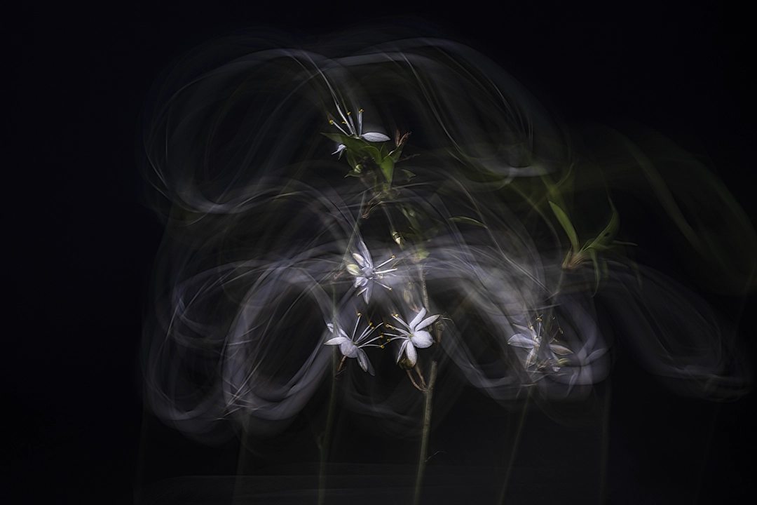 Joyful little flowers