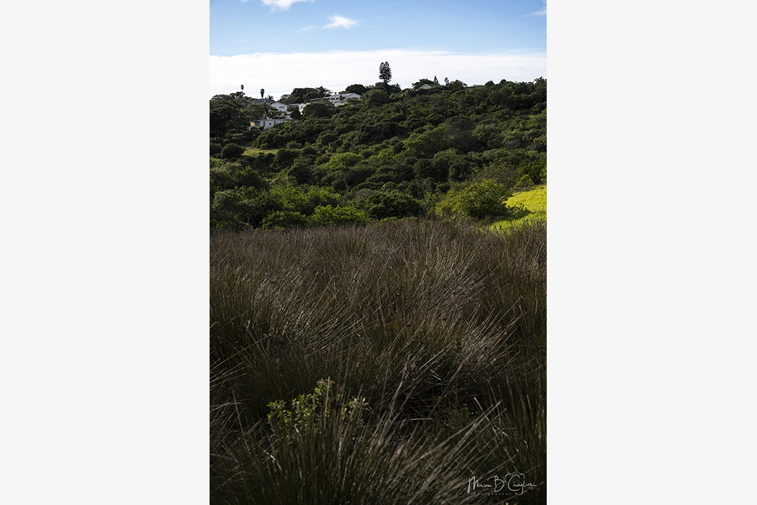 Mervyn's Trail