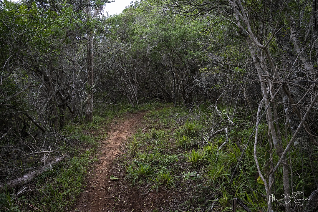 Mervyn's Trail