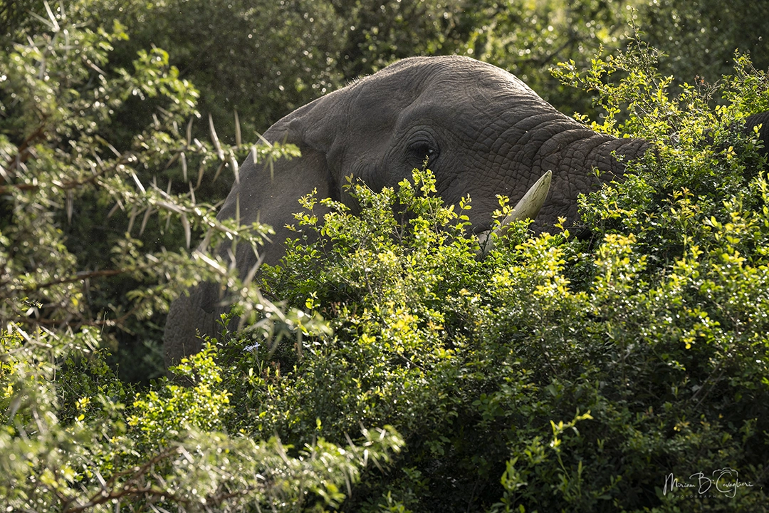 Half hidden elephant