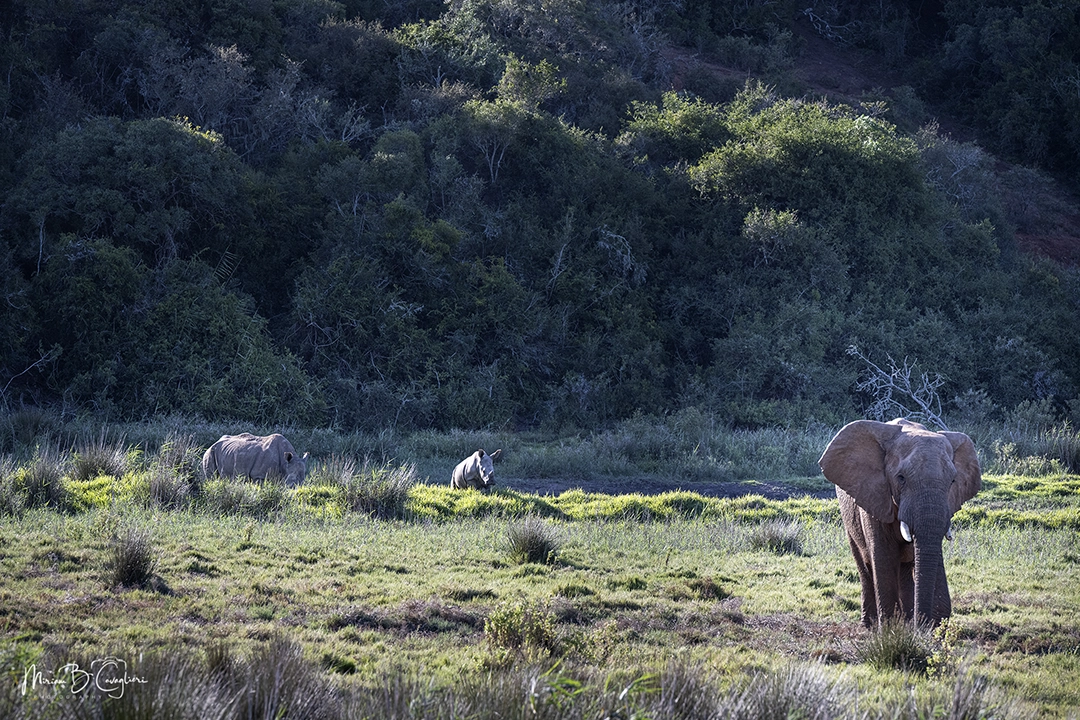 Elephant but not only