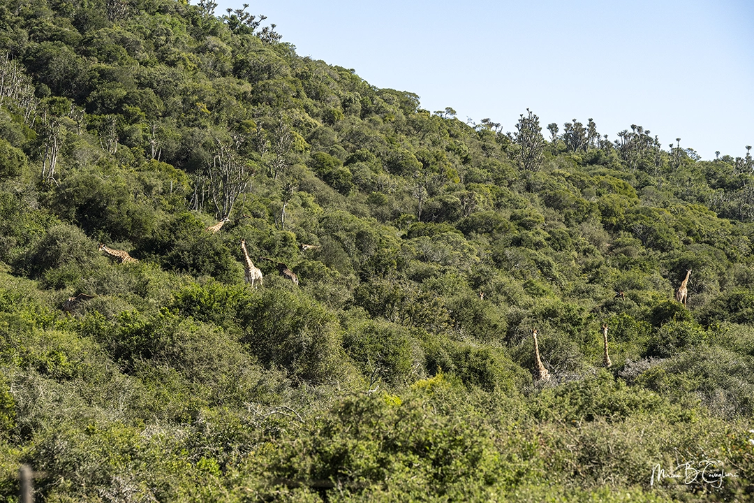 12 Giraffes in the bush