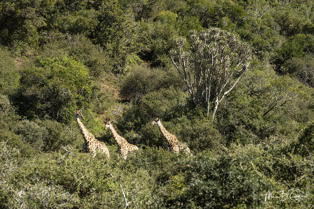 Poor Man's Game Drive