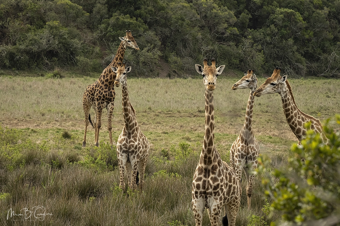 Big group of giraffes