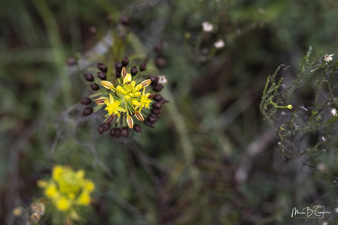 Three Valleys Nature Reserve