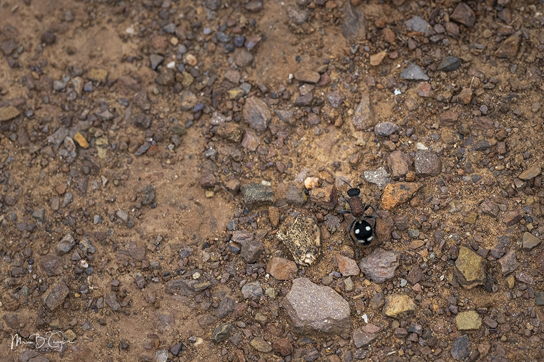 Three Valleys Nature Reserve