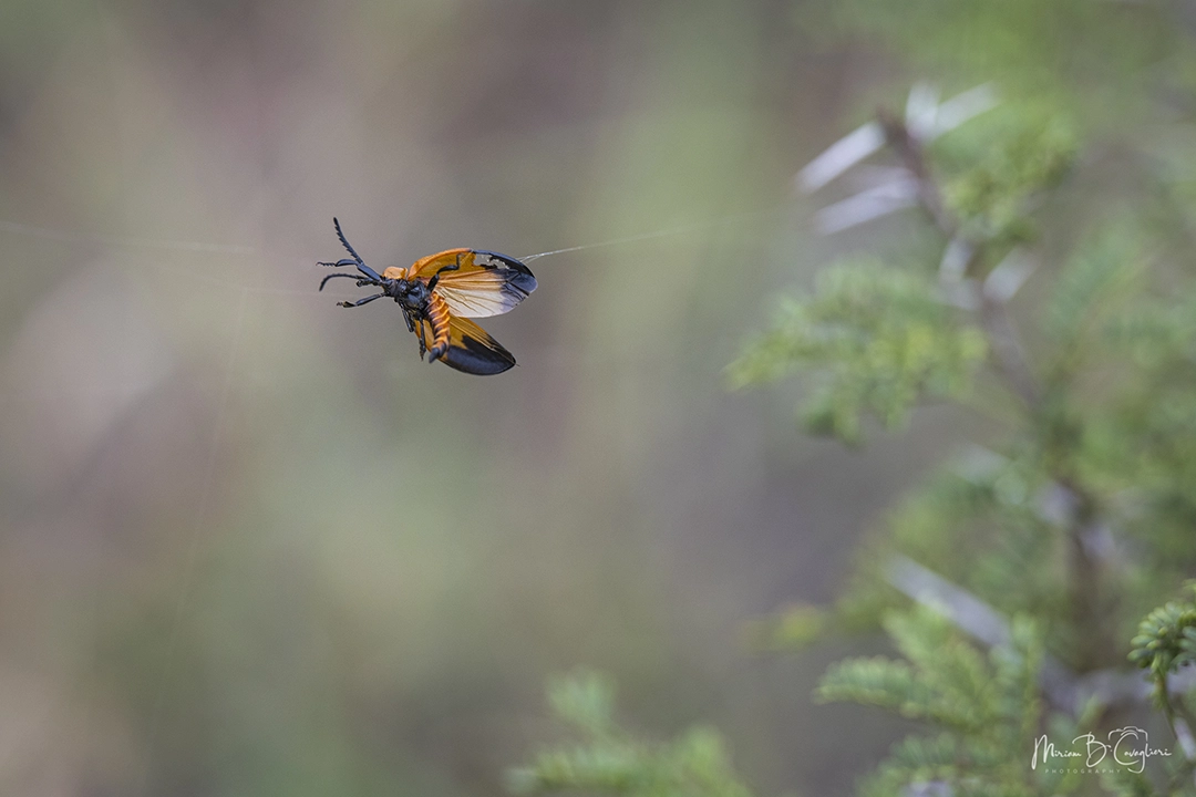 Three Valleys Nature Reserve