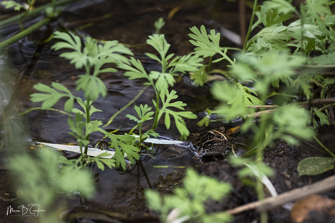 Three Valleys Nature Reserve