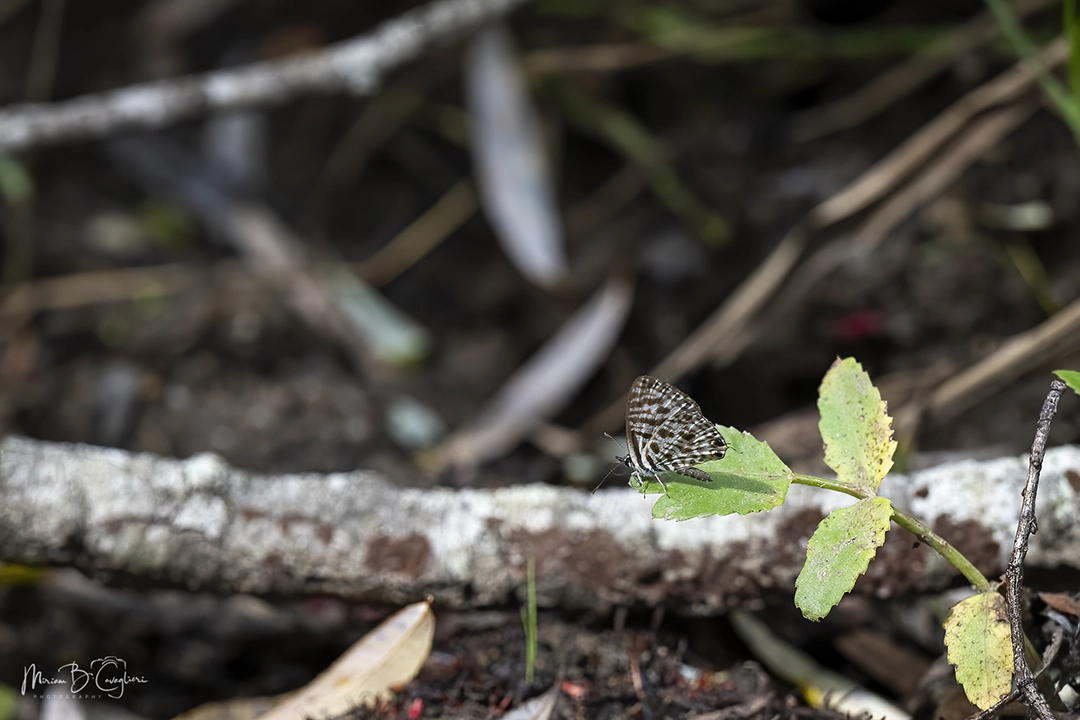 Three Valleys Nature Reserve