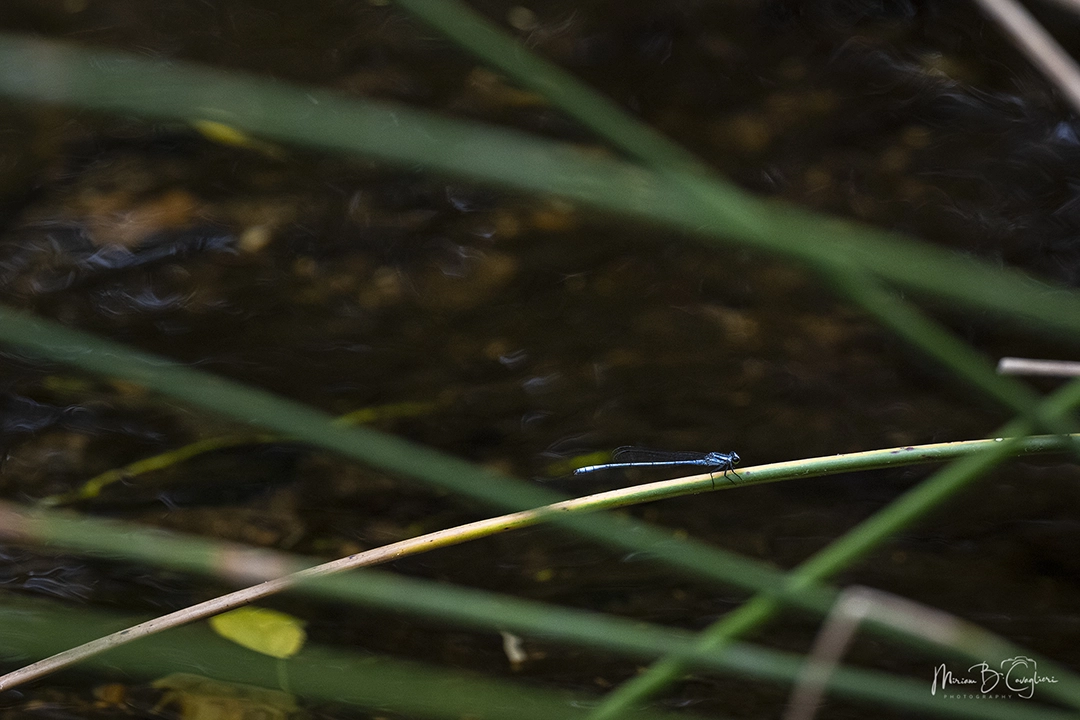 Three Valleys Nature Reserve