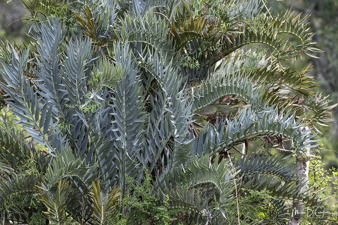Three Valleys Nature Reserve