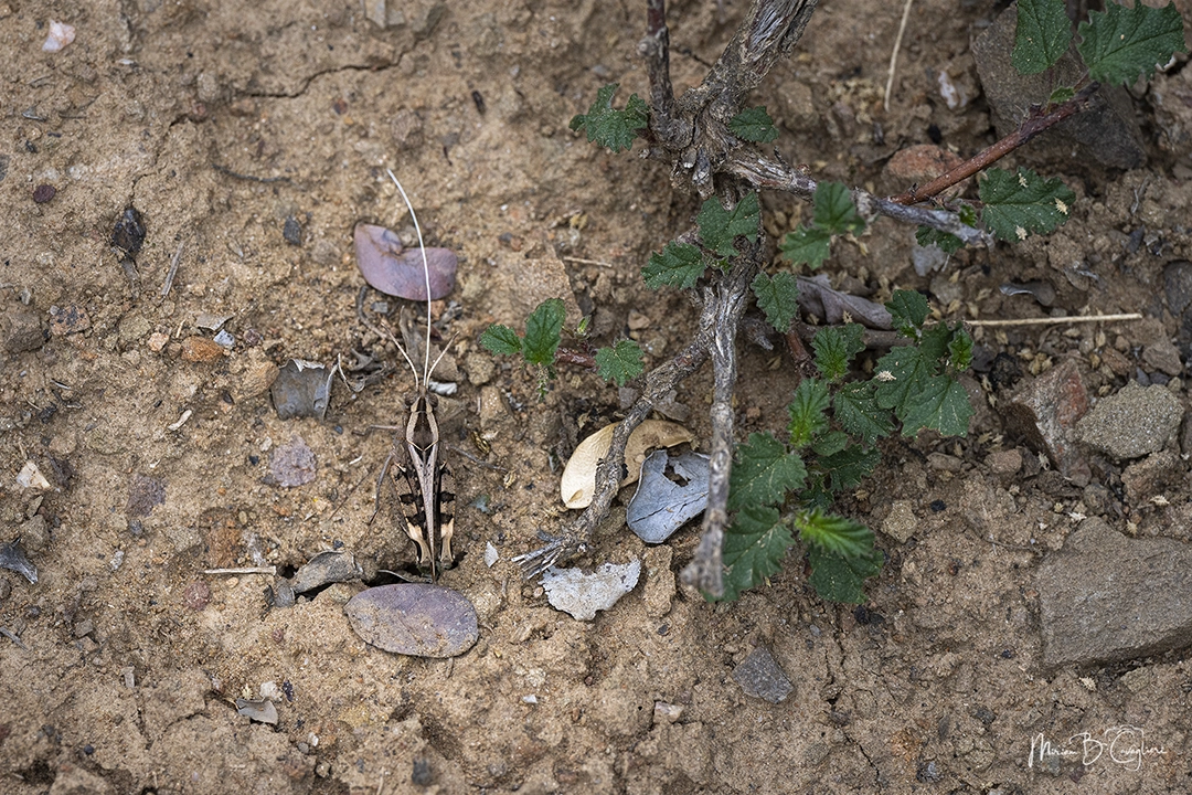 Three Valleys Nature Reserve