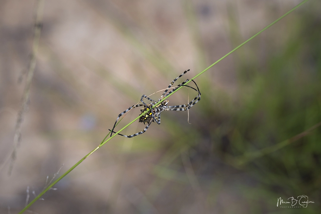 Three Valleys Nature Reserve