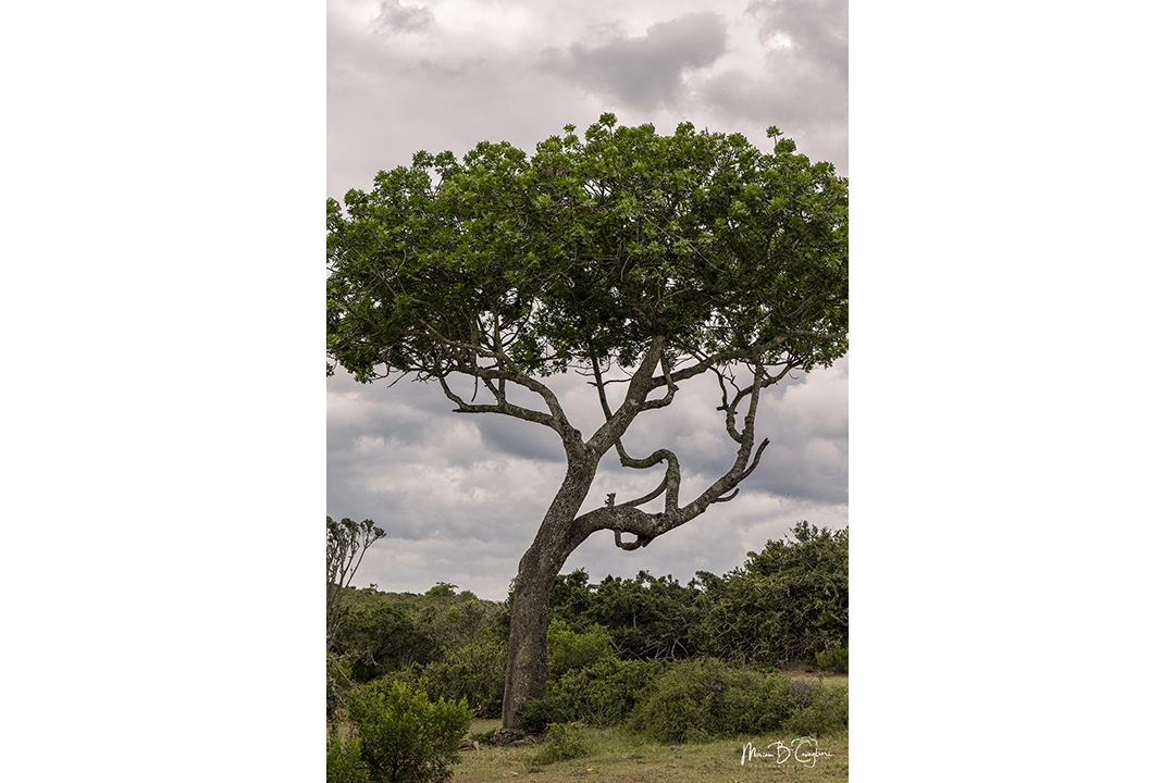 Three Valleys Nature Reserve