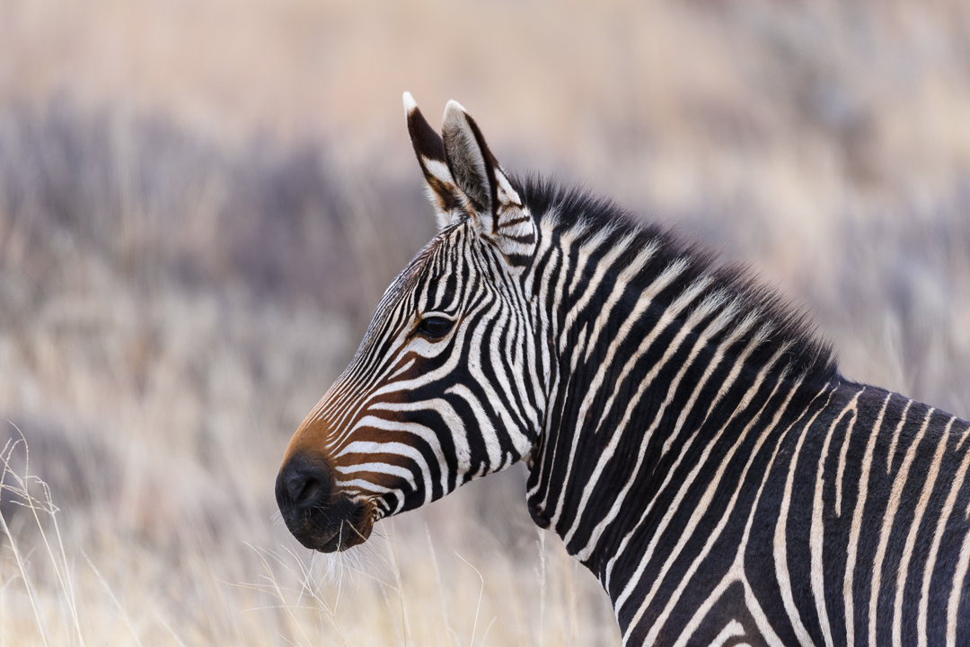 Mountain Zebra National Park