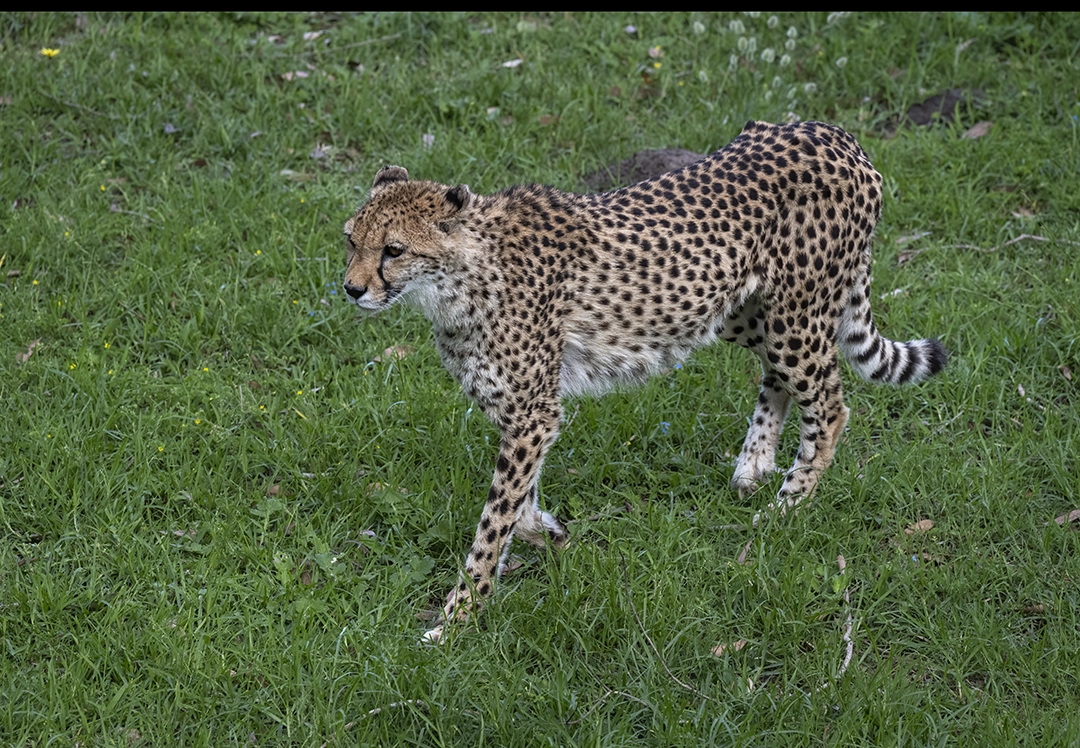 Kragga Kamma Game Park